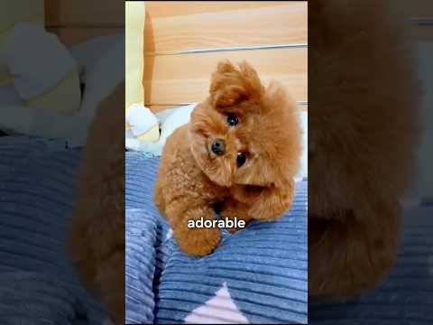 Discover The Teacup Puppies!🥺🐶