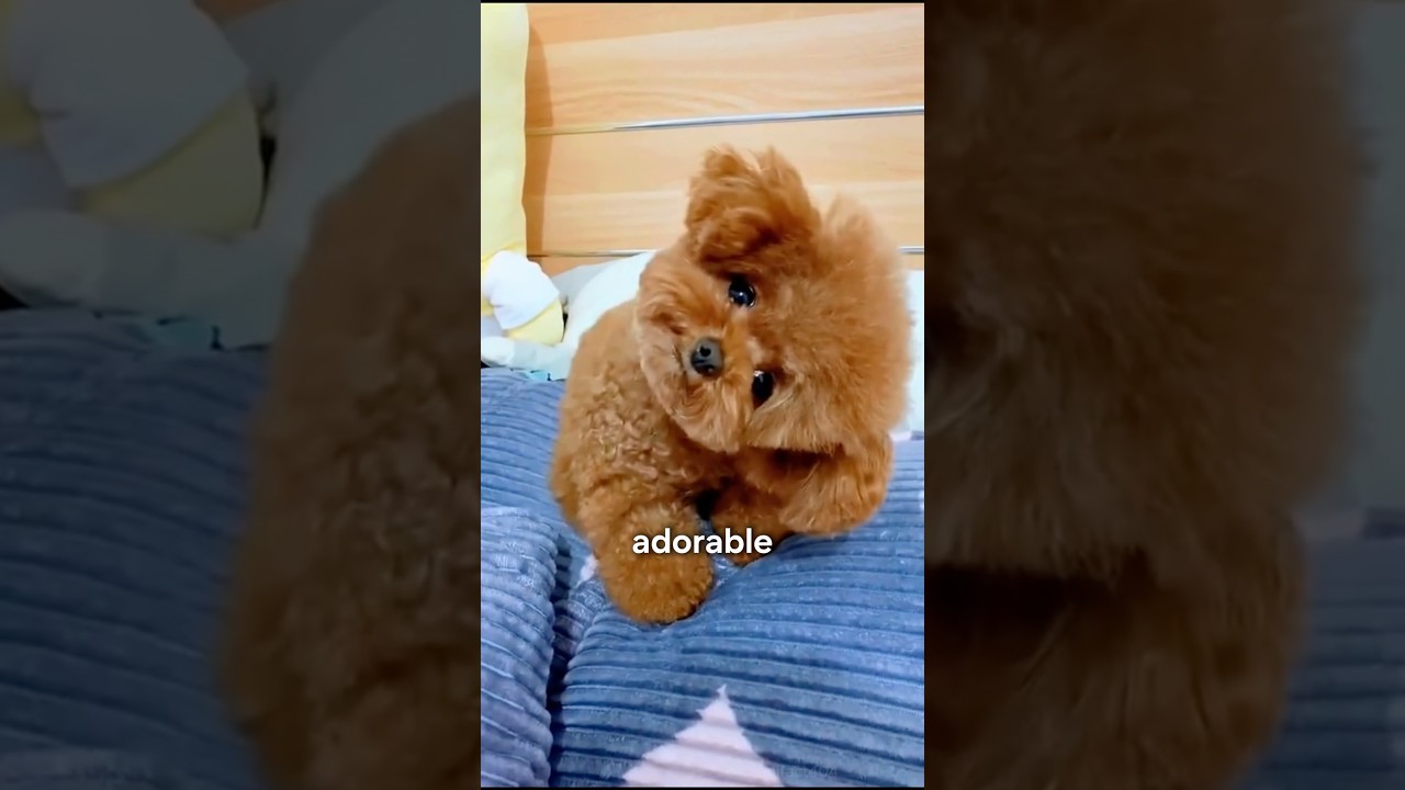 Adorable Teacup Puppies You Can't Miss! ๐ถ