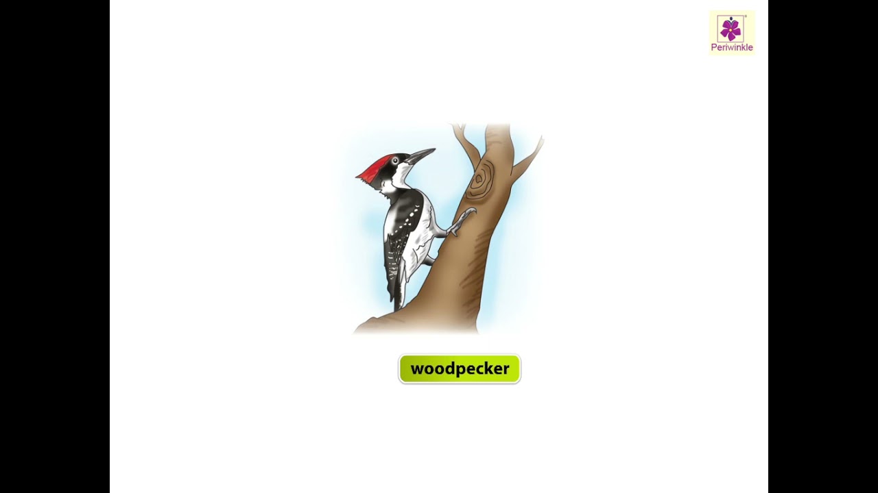 Birds | Now You Know Book B 🐦