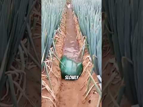 Genius Irrigation Trick