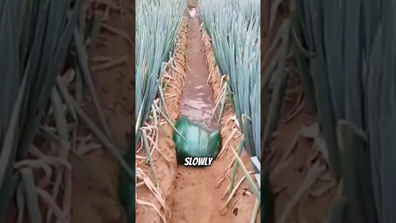 Effective Irrigation Technique for Better Water Management