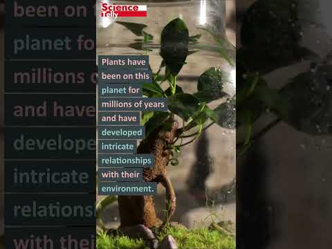 If plants could engage in complex dialogue, what might they reveal about the world