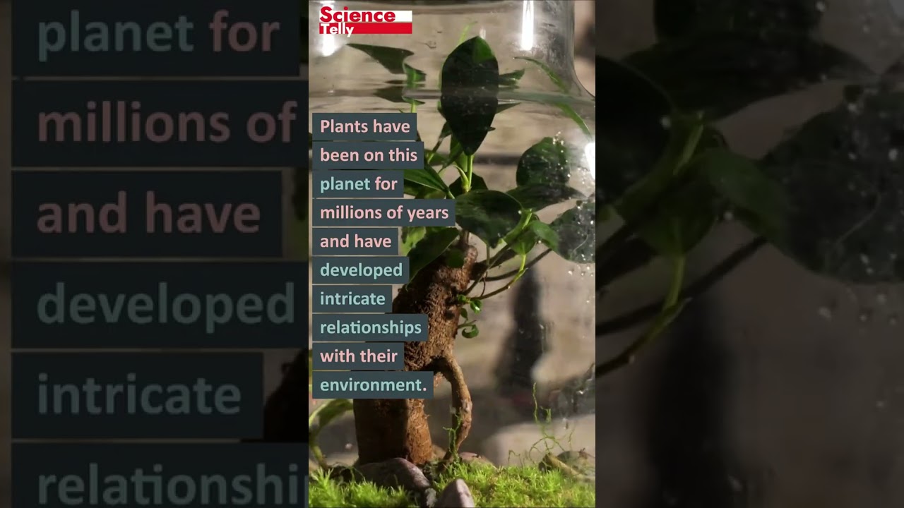 What If Plants Could Talk? Discover Their Hidden World 🌱