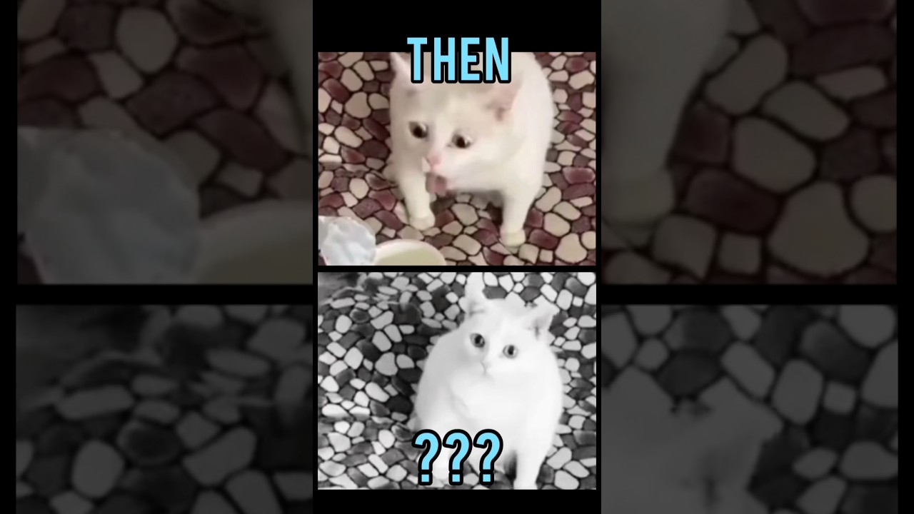 Famous Cats Memes: Then vs Now 🐱