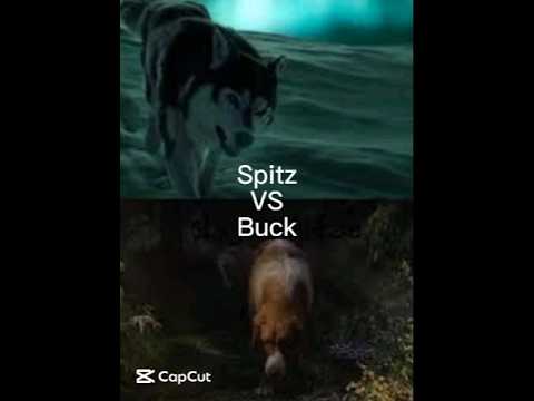 Spitz vs Buck: Key Differences 🐶