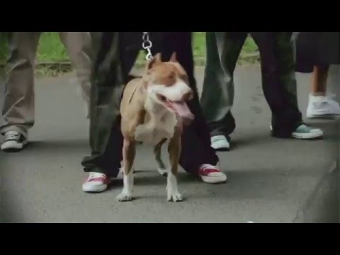 Dizzy Dros - LJAM - [Officail Clip]  HD