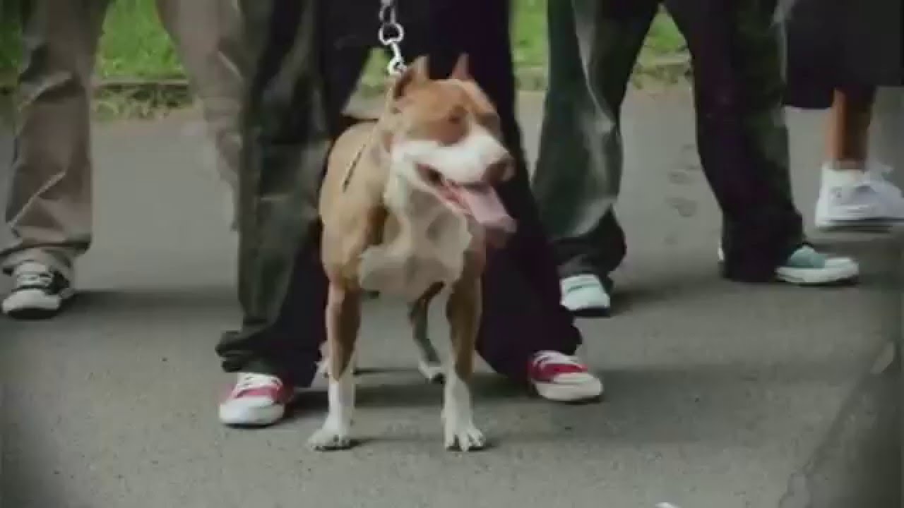 Dizzy Dros - LJAM Official Music Video ๐ถ | HD