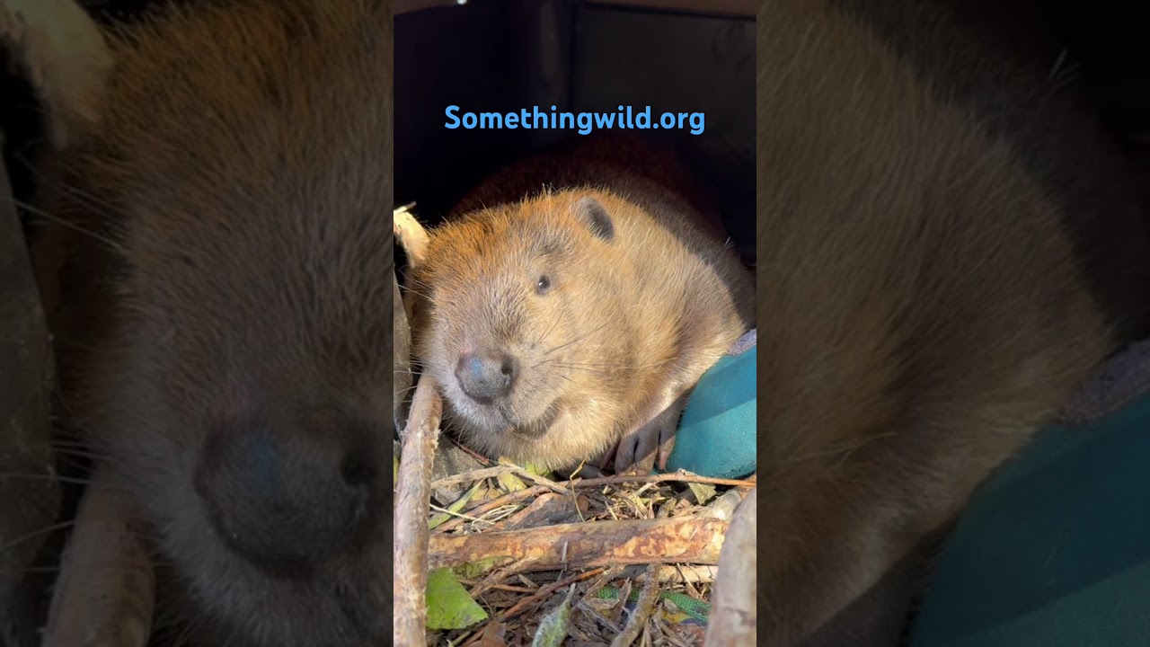 Sleepyhead Sprout Yawns π¦«