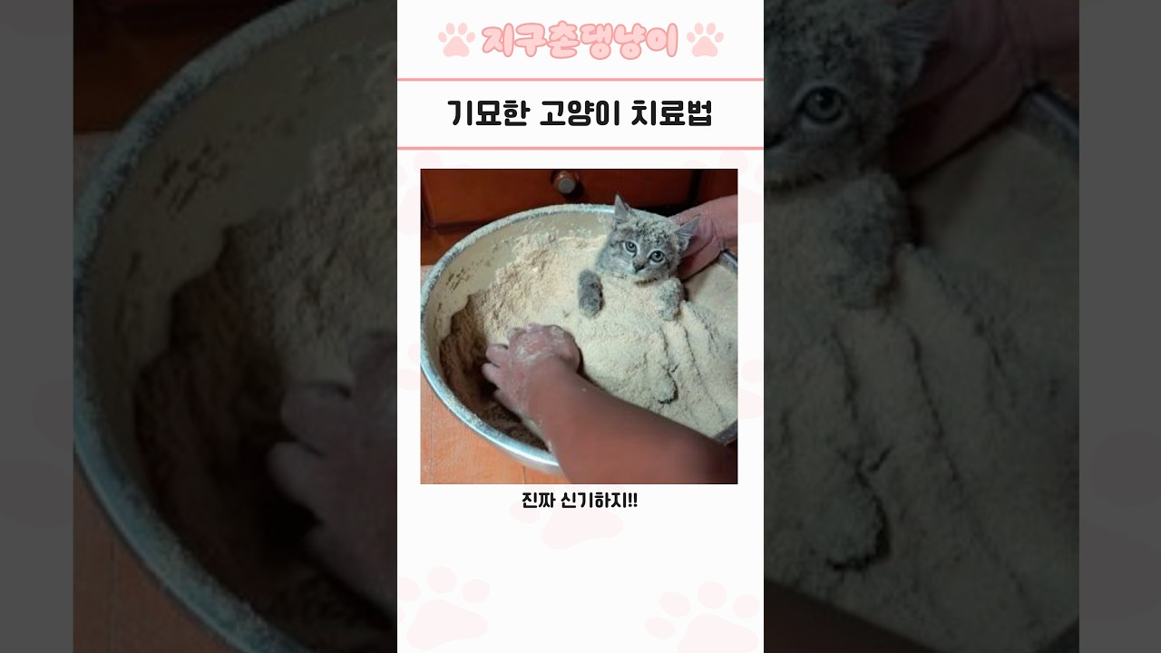 두 번 봐도 귀여운 동물모음 27탄 🐾