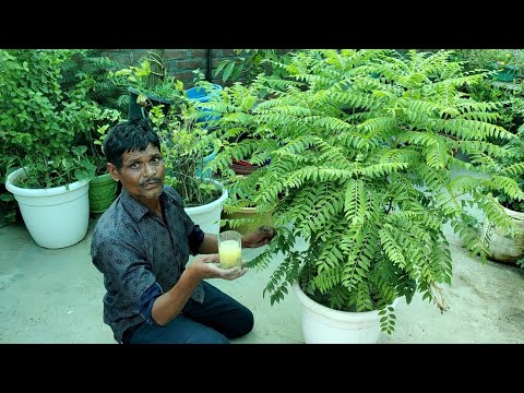 इस जादुई चीज को डालो कड़ी पत्ता हो जाएगा तुरंत हरा भरा माली का सीक्रेट