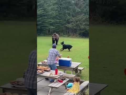 Bear attack😮 #wildanimals #wildlife