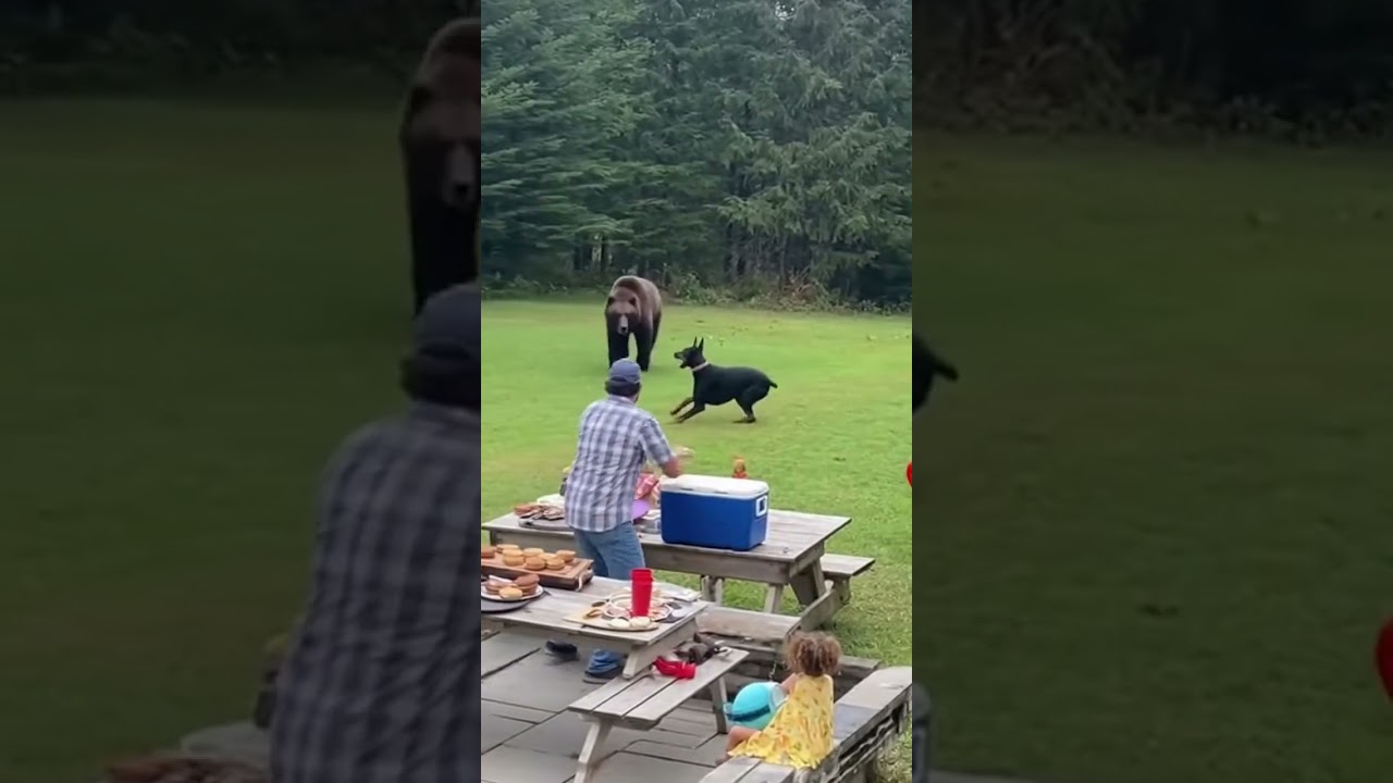Bear Attack Incident Caught on Camera