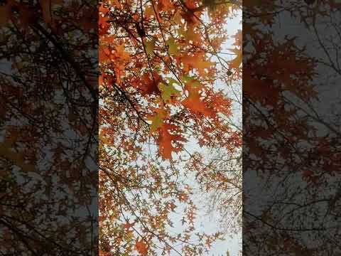 Last days of autumn 🍁 #filmmaker #filmmaking #melbourne #cinematic