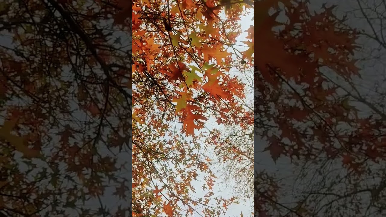 Last Days of Autumn in Melbourne 🍁