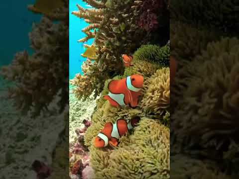 Clownfish in Nature