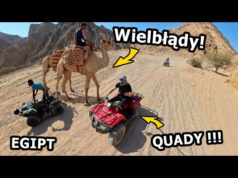 Quady w Egipcie od Lokalsa !!! - Jakie wrażenia i co z Wielbłądami? *Jadę sam do Centum DAHAB #1108
