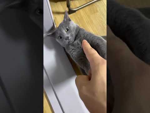 손무의 러시안블루 고양이 훈육법 🐱