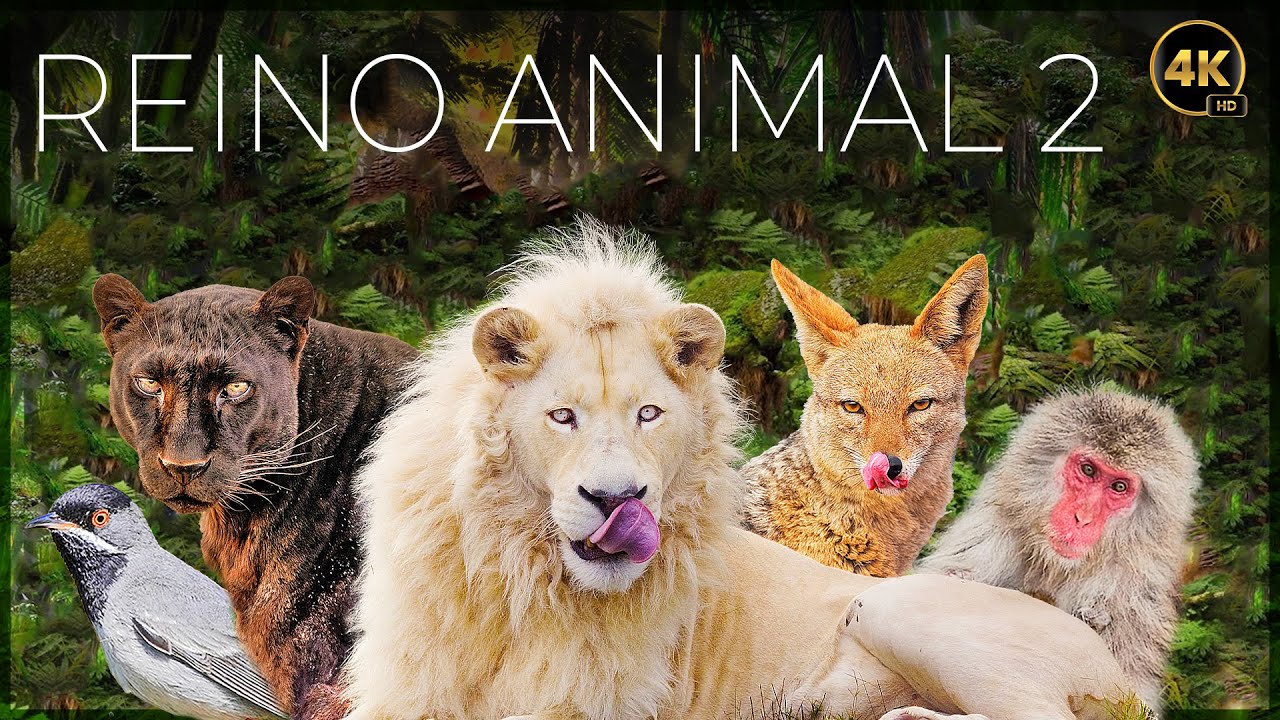 REINO ANIMAL: VIDA SALVAJE - EPISODIO 2 | Animales Salvajes