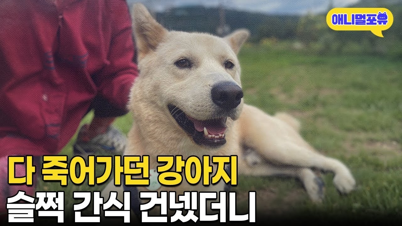 간식 준 강아지, 집까지 따라와 🐶