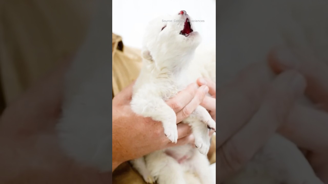 Are Dire Wolves Returning? 🐺