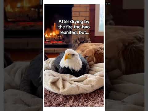 How my dog became part eagle! #wholesome #animals