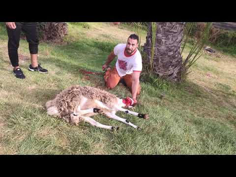 ذبح الاضحيه بمفردك دون ربط الخروف (تم ذكر الله والدعاء سرا )