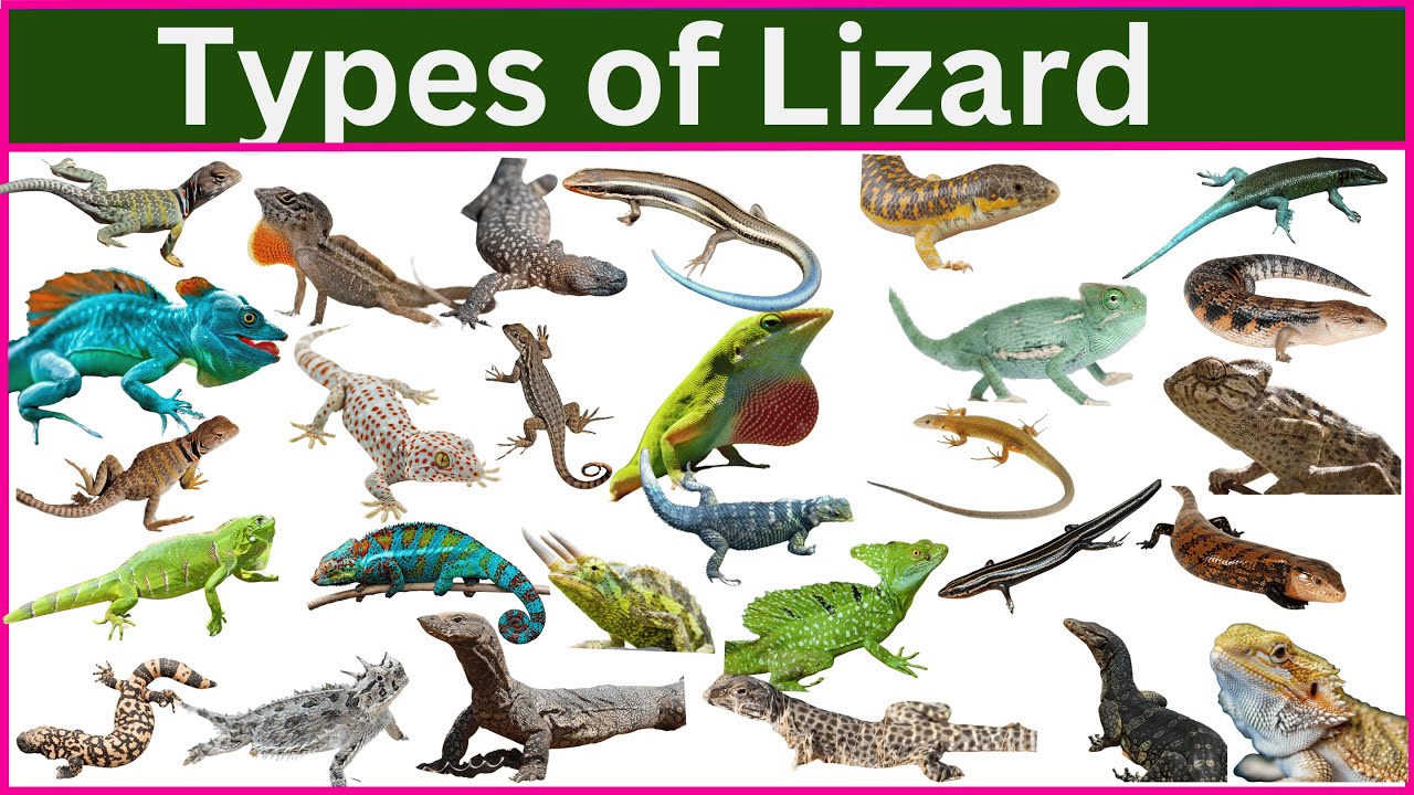 75 Amazing Lizard Species You Never Knew Existed!