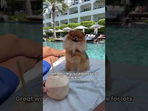 Must-Know Tips Before Bringing Home a Pomeranian! #dogs #shorts #facts #pomeranian #animals