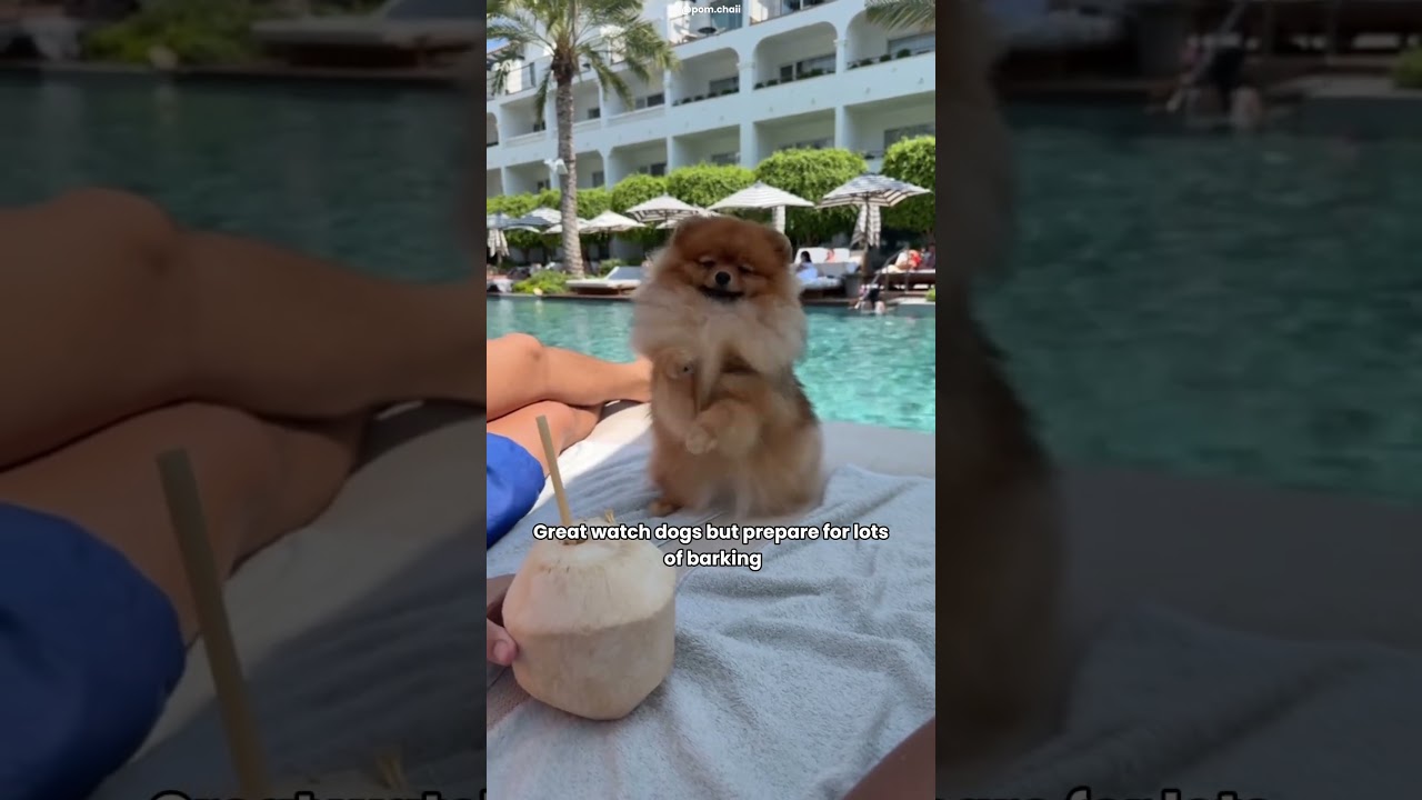 Essential Tips Before Bringing Home a Pomeranian 🐾