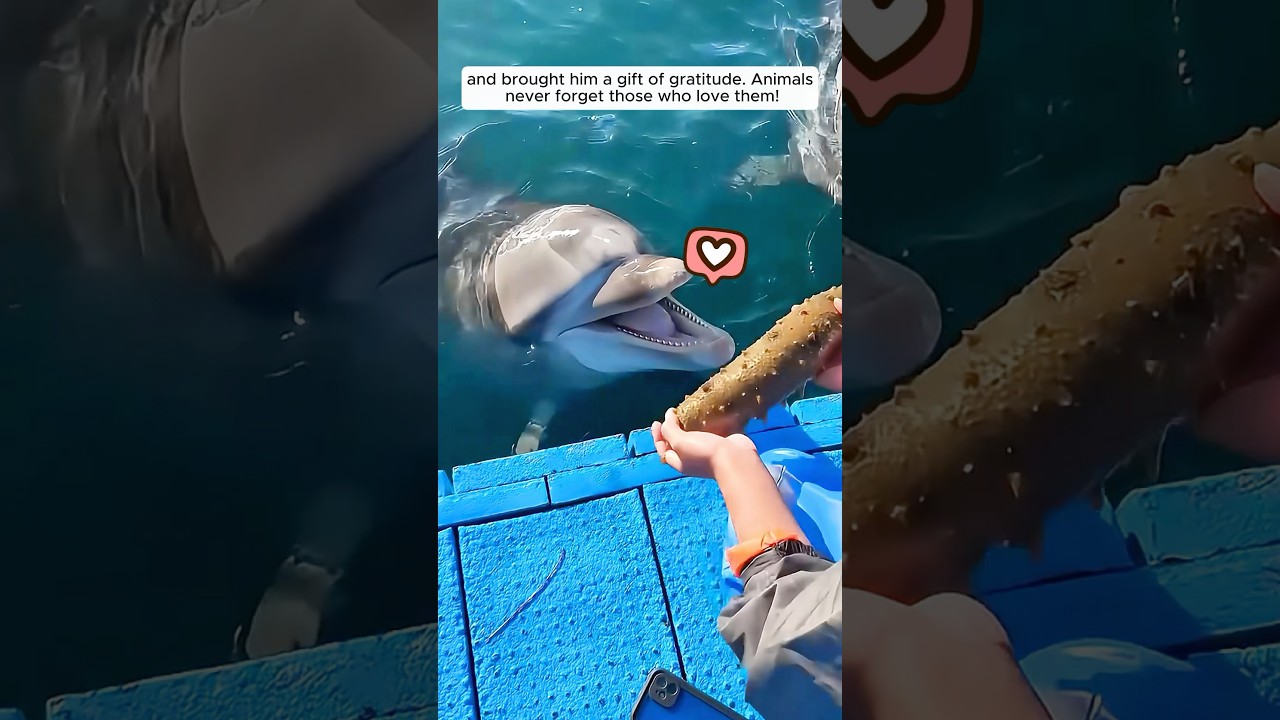 Animals Reunite with Human Caretakers 🐾