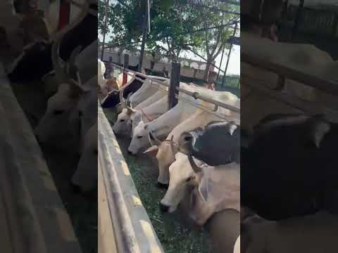 #Jay_Shani_Dev @PankajSani1988  #shiv_mahima #sawan_special_songs 09 # whatsapp_status #you_tube