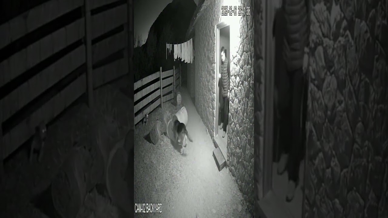 Brave Dog Saves Family from Leopard 🐶