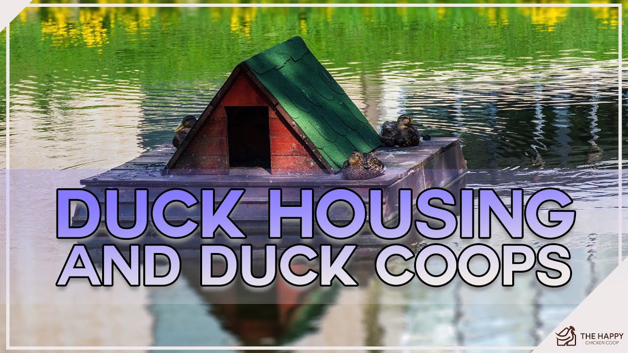 Duck Housing and Coops: Essential Guide for Proper Setup