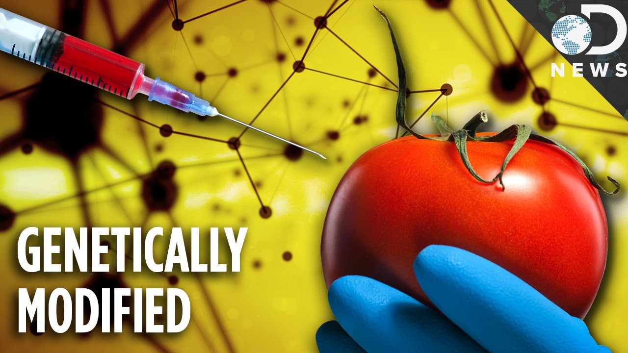 Are Foods Truly Natural? GMO Facts Explained 🌱