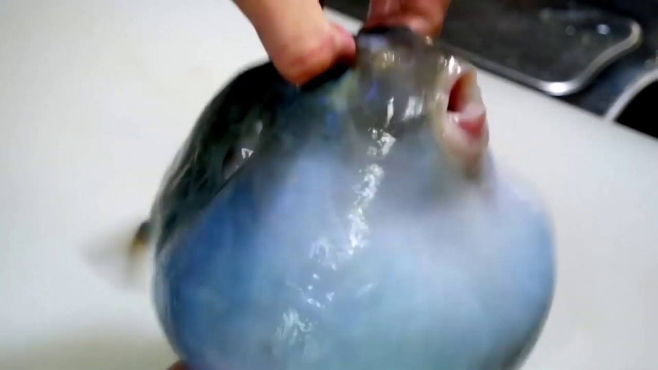 50 Hit Combo on Pufferfish 🎣