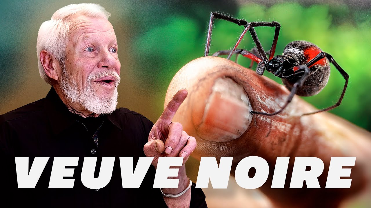 Araignée Mortelle ? Découvrez les Veuves Noires 🕷️