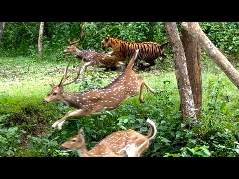Epic Tiger Hunt in Kabini | Raw Footage of Predator in Action 🐅