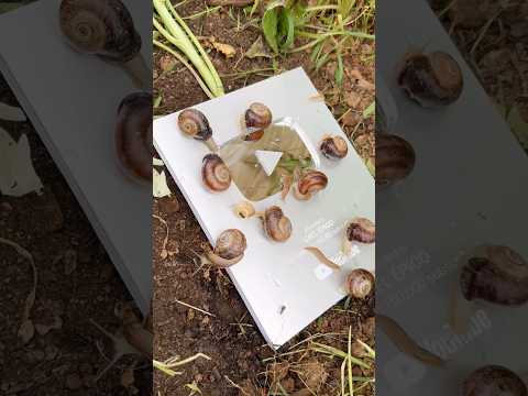 Blog de un granjero. #gaelepico