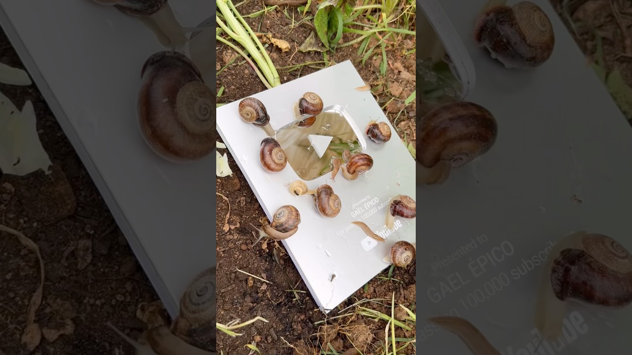 Un Día en la Vida de un Granjero: Cosechas, Plagas y Mucho Más 🚜