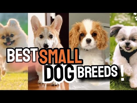 What you need to know before adopting any teacup dog breed