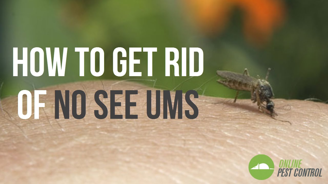 Effective Ways to Eliminate No-See-Ums 🦟