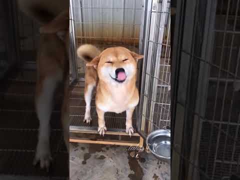 Включи, если грустно! 😁😍😘 #shorts