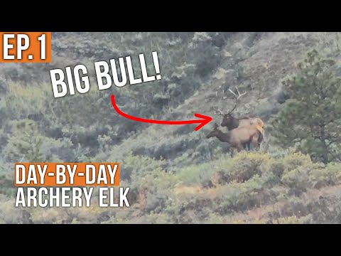 Hot Days & Hot Action | Archery Elk (EP.1)