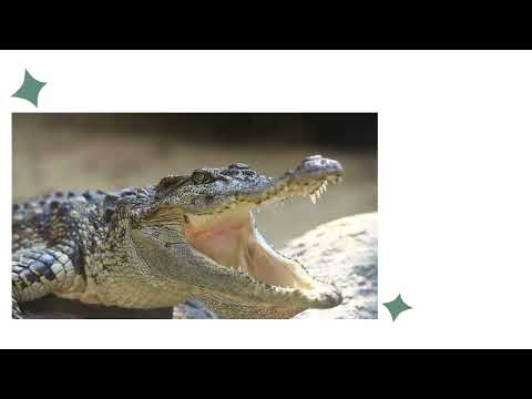 Matemática - Símbolos matemáticos: igual, diferente, maior e menor