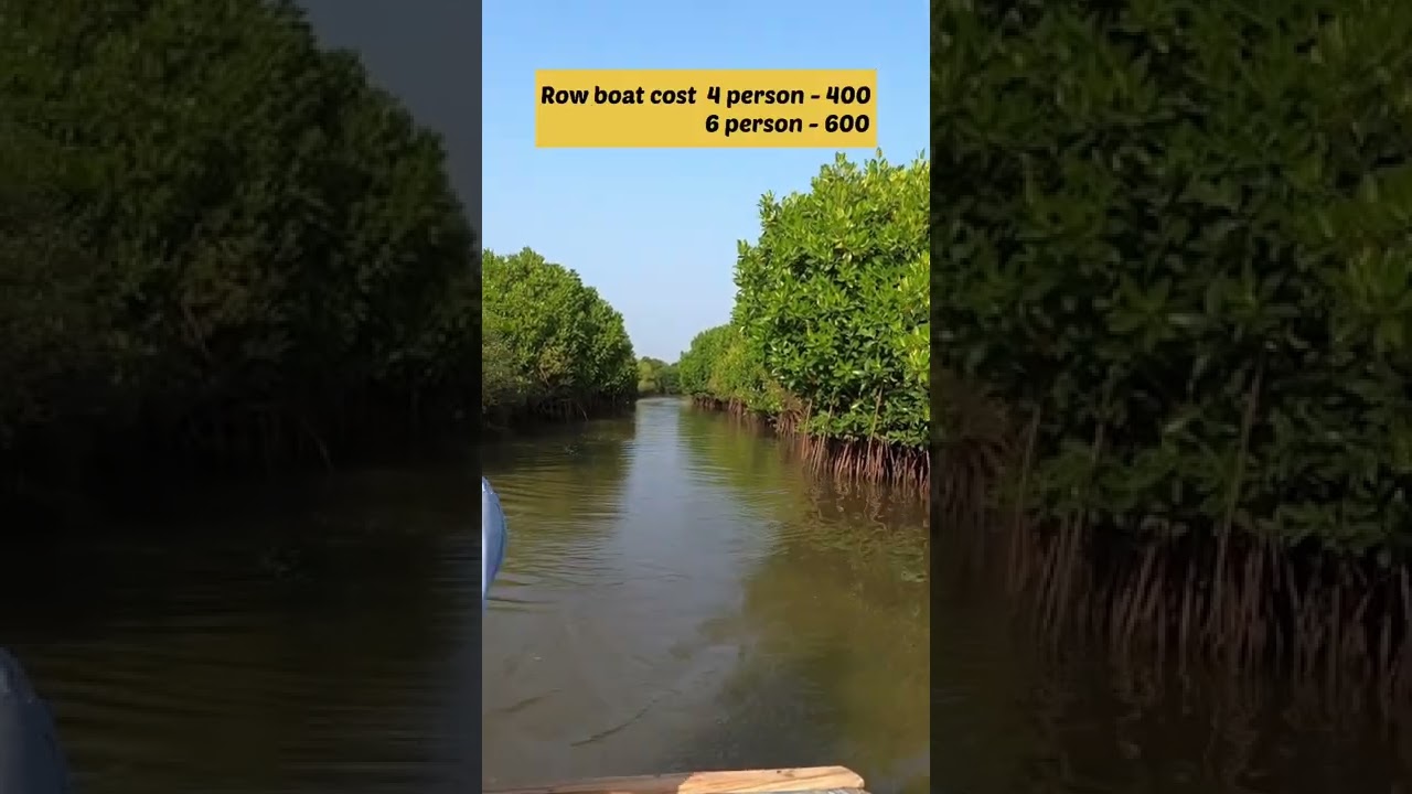 Pondy to Pichavaram: Explore the 2nd Largest Mangrove Forest 🌿