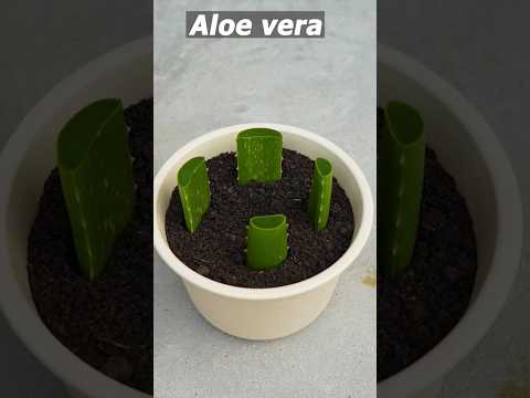 Growing Aloe Vera tree from leaf cuttings #aloe_vera #shorts