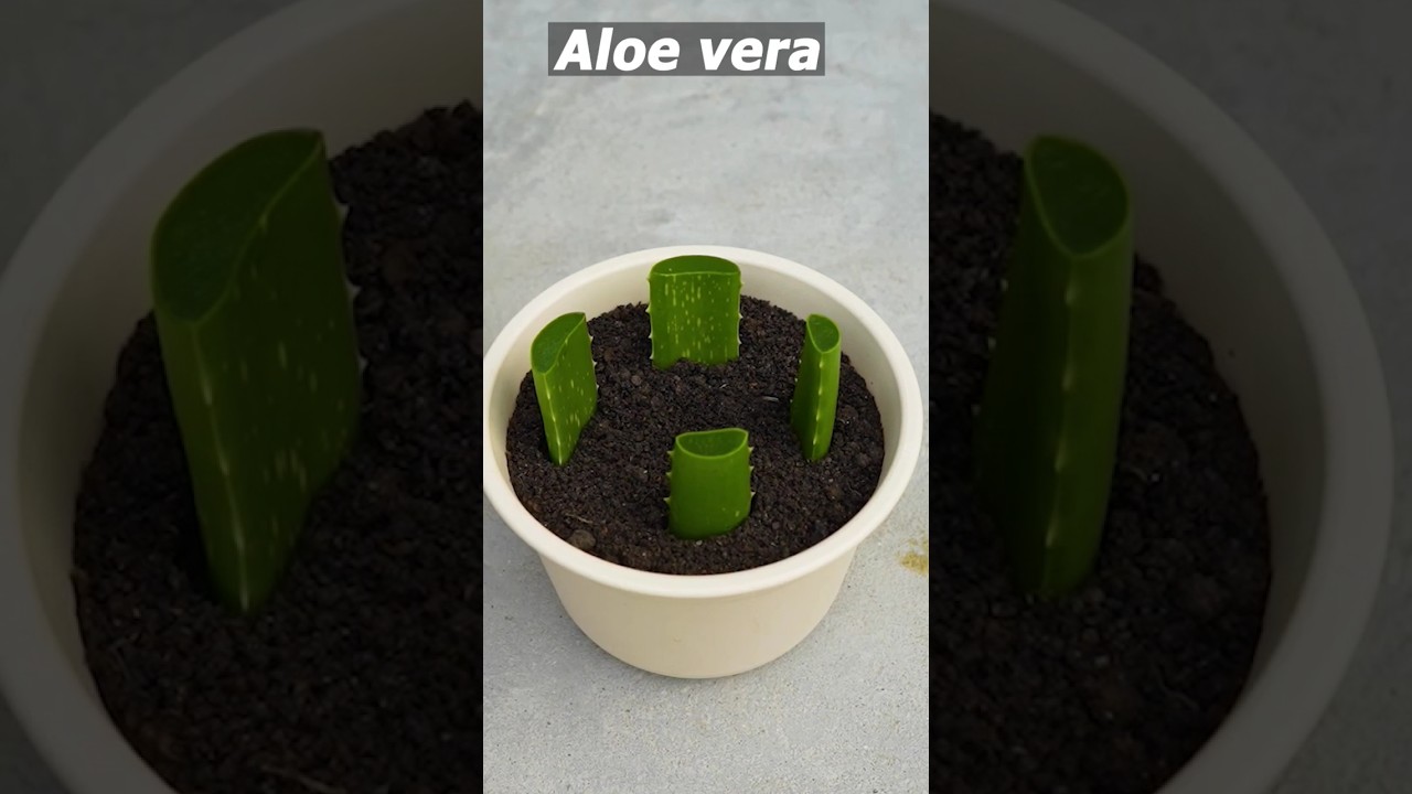How to Grow an Aloe Vera Tree from Leaf Cuttings 🌿 | Easy Gardening Tips