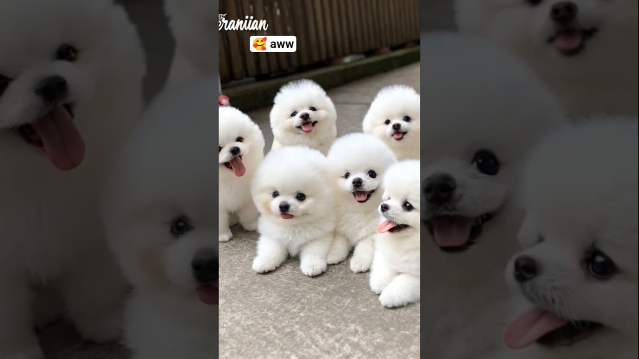 Adorable Teacup Dog Puppies Will Melt Your Heart 🐶