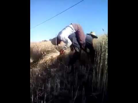 Fokaha 2017 Event Overview