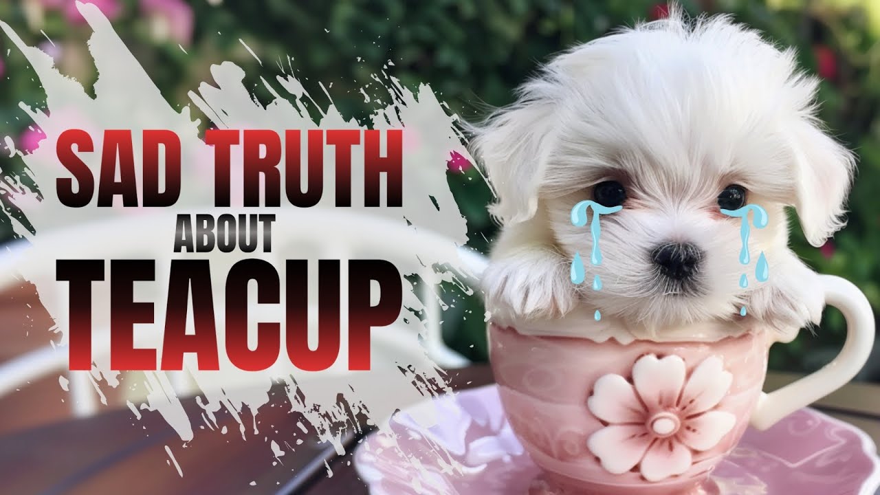 🚨 Essential Facts Before Getting a Teacup Puppy: Health Risks & Ethical Concerns